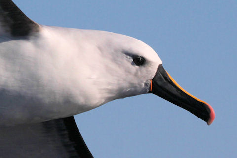 Yellow-nosed Albatross (Thalassarche chlororhynchos)